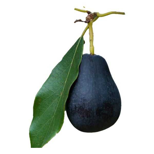 تصویر آووکادو مکزیکو