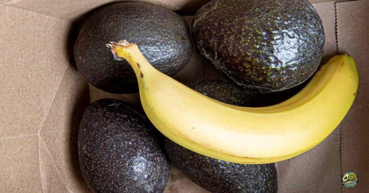 ترفندهای خانگی رسیدن سریع آووکادو