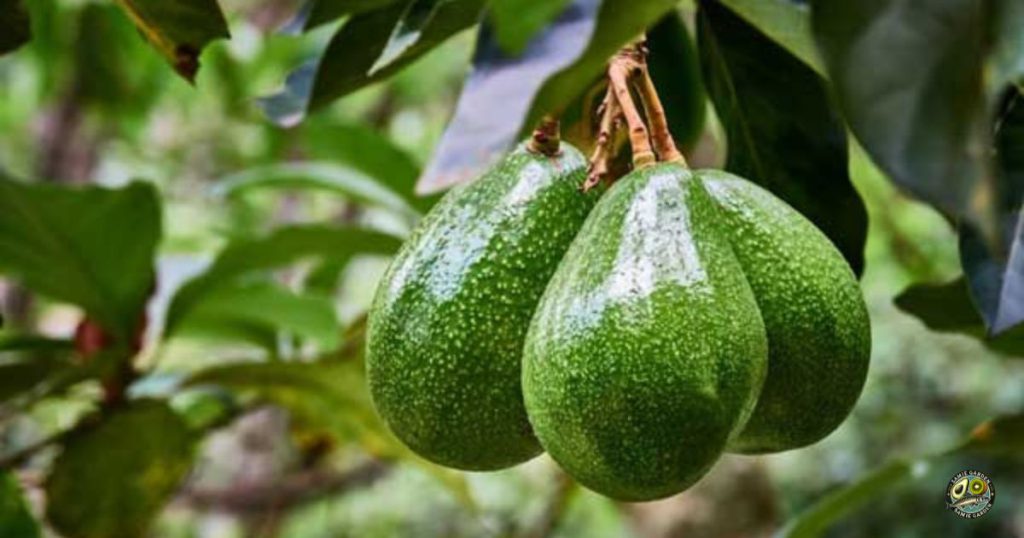 روش های رسیدن آووکادو