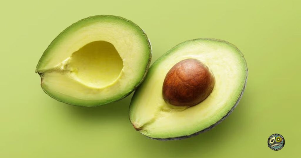 راهنمای خرید آووکادو